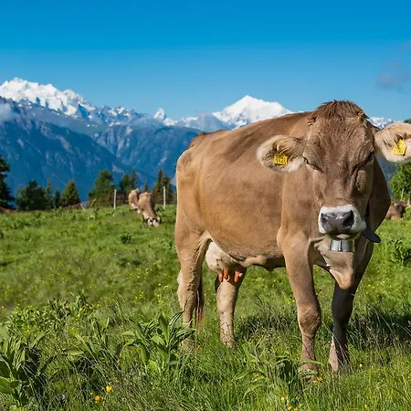 Apartman Adler Residenz 8 *