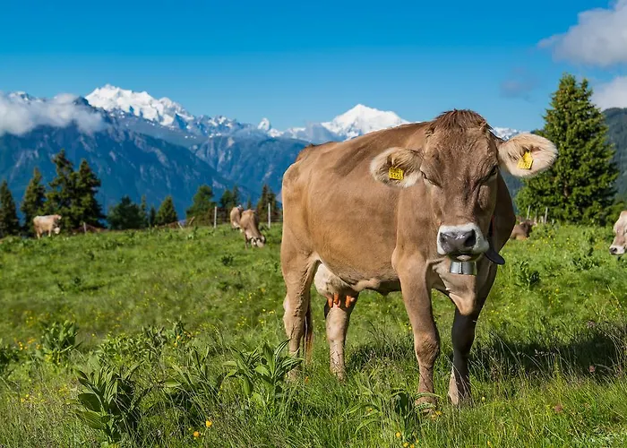 Apartmán Adler Residenz 8 *